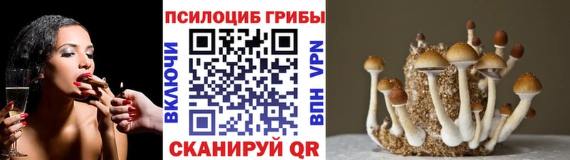 Галлюциногенные грибы Psilocybe  цены   Южно-Сухокумск 
